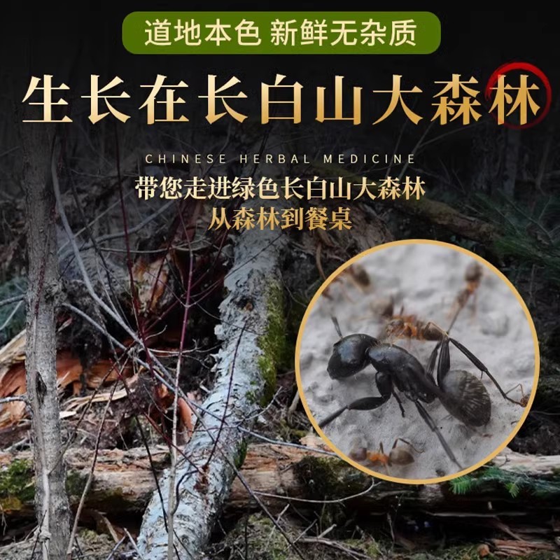 野生大黑蚂蚁精选上等品质蚂蚁干拟黑多刺蚁料皮粉麻黑蚂蚁粉