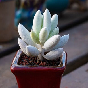 银月多肉植物千里光属SENECIO haworthii ssp. Herrei