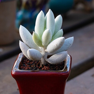 银月多肉植物千里光属SENECIO haworthii ssp. Herrei