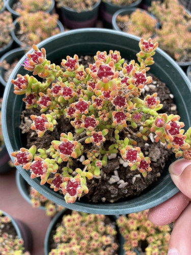 红宝石枝干番杏糖球冰晶多肉植物小盆栽室内阳台肉肉好养易活