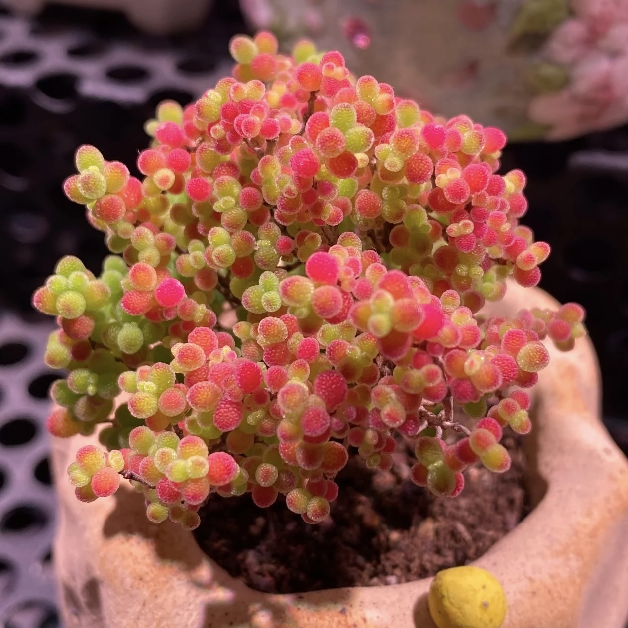 糖球多肉植物枝干番杏糖球办公室桌面群生花卉盆栽新手好养蜜橘