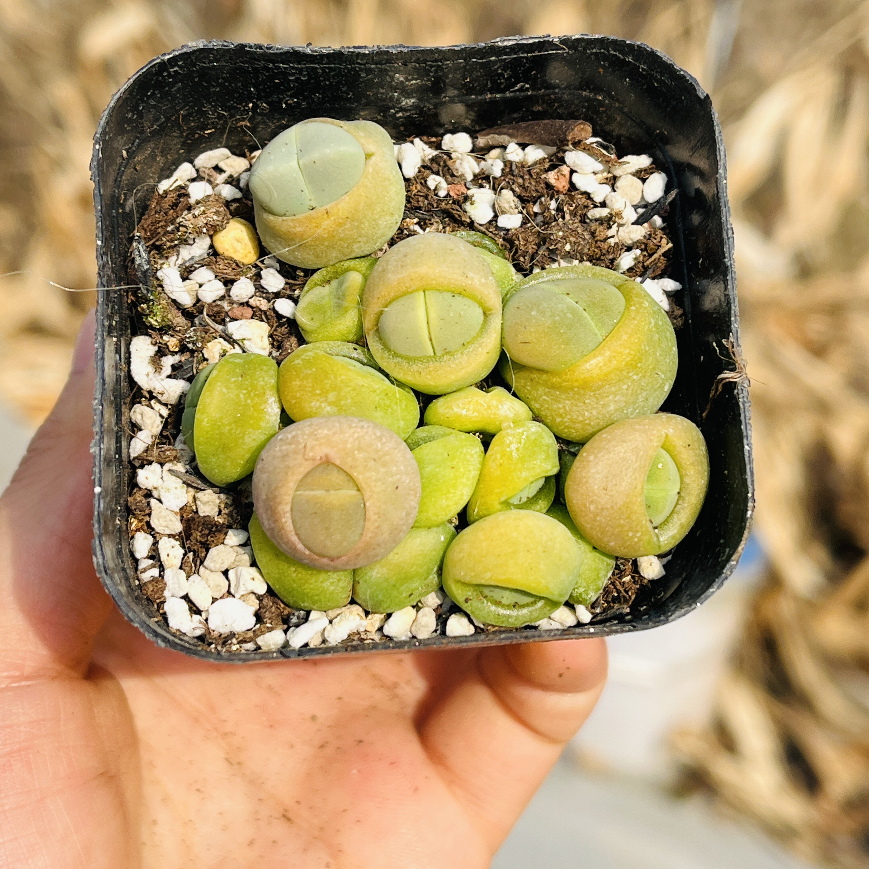 春桃6厘米盆多肉植物桌面盆栽新手好养活办公室阳台