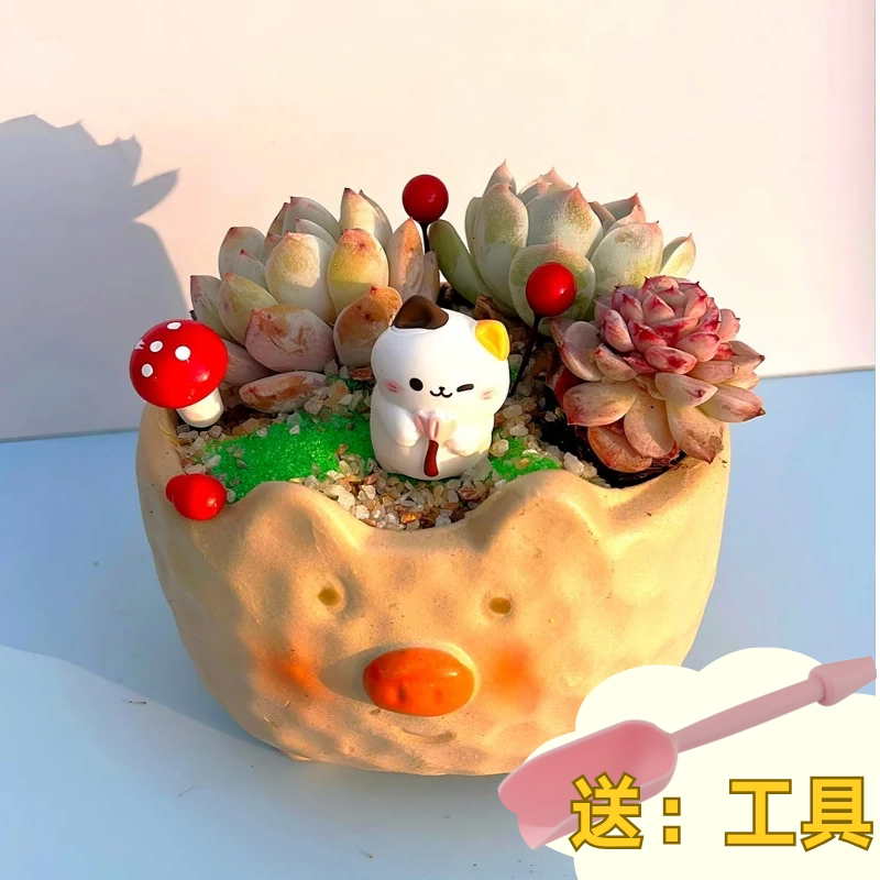 多肉植物组合盆栽套餐多肉DIY微景观材料包含盆含土室内绿植包邮