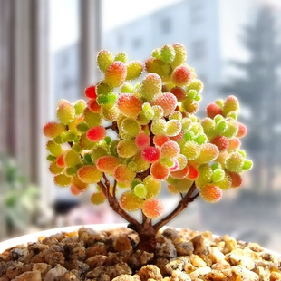 糖球枝干番杏蜜橘糖球金桔蜜橘糖球糖果多肉迷你盆栽冰晶枝干番杏