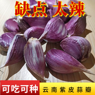 云南紫皮大蒜头蒜籽2026年新鲜疏菜大理红蒜米土香蒜瓣干大蒜种植