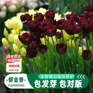 荷兰进口水培郁金香种球室内盆栽土培重瓣五度球风信子花卉种籽子