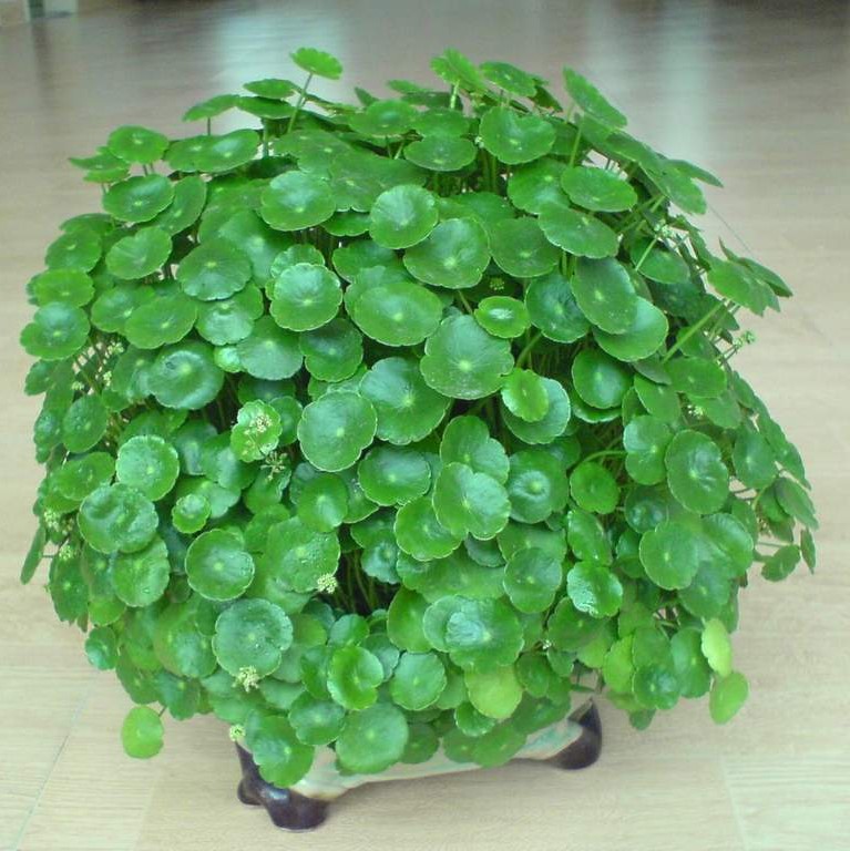 马蹄金种子草籽草坪种子小金钱草铜钱草种子四季常青耐高温绿化