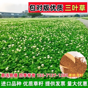 进口白三叶种子车轴草子红三叶幸运草四季青常青耐旱耐寒护坡草籽