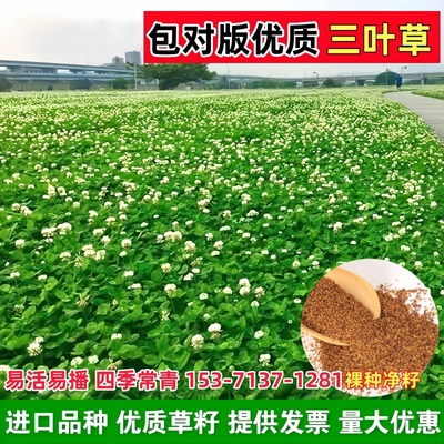 四季常青红白三叶草种子