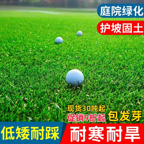 绿化草坪草籽固土矮生草皮籽