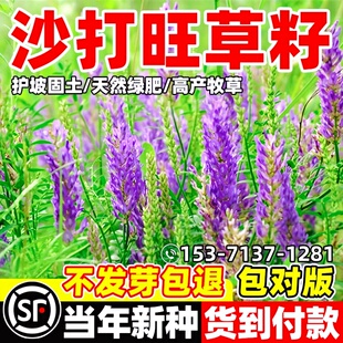 沙打旺种子绿肥草籽护坡固土防沙耐寒耐旱耐盐碱多年生进口牧草子