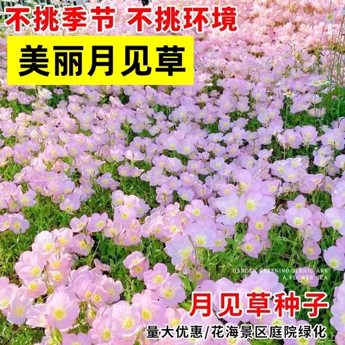 月见草夜来香驱蚊草籽盆栽
