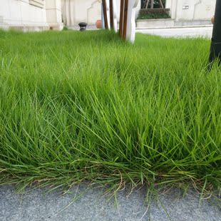 草坪草籽蓝标高羊茅绿化草坪高羊茅庭院四季青公园绿化草籽种子籽