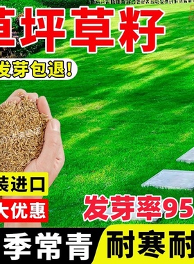 草坪草籽种子四季常青绿化地毯草黑麦草高羊茅护坡草皮种子草种籽