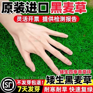 黑麦草草坪草籽四季常青庭院绿化狗牙根护坡固土草子种籽孑