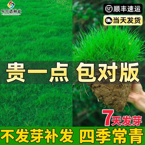矮生草坪四季常青耐踩耐热