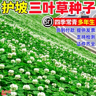 护坡三叶草草籽白三叶红三叶四季草坪黑麦草果园绿肥四季播种种子