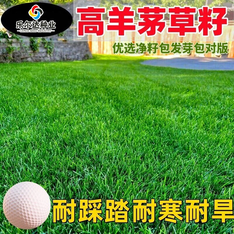 进口高羊茅草籽草坪种子四季青护坡子绿化公园黑麦草早熟禾种籽子