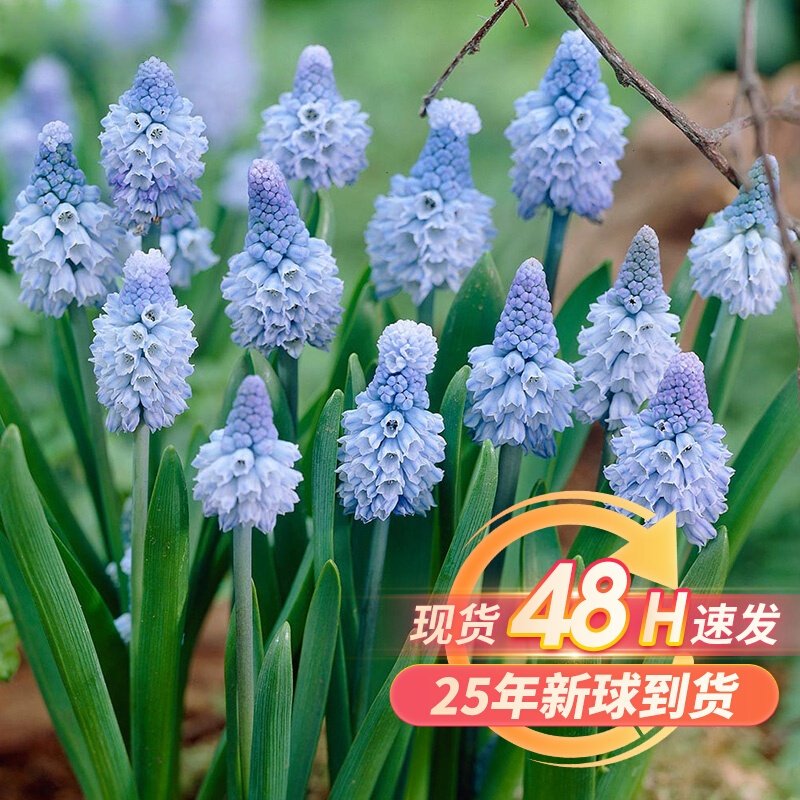 葡萄风信子种球宿根多年生球根花卉阳台庭院四季水培盆栽花种子籽,鲜花速递/花卉仿真/绿植园艺,家庭园艺种子,淘宝优惠券,粉丝福利购,淘宝优惠卷