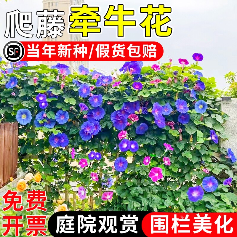 牵牛花种子喇叭花室外爬藤爬墙花卉种籽四季播种开花庭院花种籽孑