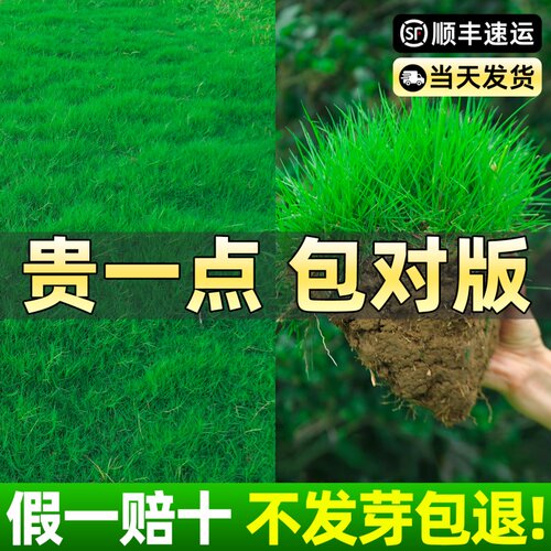 草坪草籽矮生地毯草四季常青护坡狗牙根高羊茅黑麦草混播草种籽子