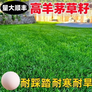 进口高羊茅草籽草坪种子四季青护坡子绿化公园黑麦草早熟禾种籽子