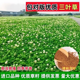 进口白三叶种子车轴草子红三叶幸运草四季青常青耐旱耐寒护坡草籽