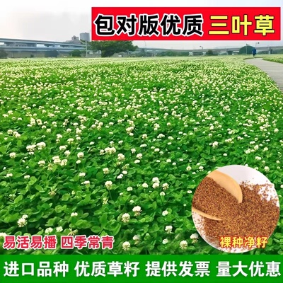 四季常青红白三叶草种子