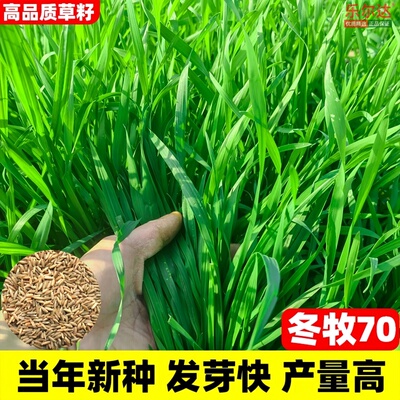 高产牧草冬牧70黑麦草种籽