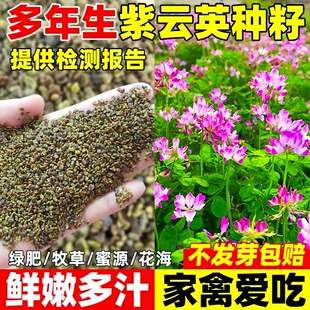 紫云英种籽多年生食用鲜嫩多汁草籽蜜源固氮果园绿肥高产牧草种子