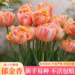 荷兰郁金香种球地栽土培进口水培郁金香室内盆栽重瓣大花花卉种籽