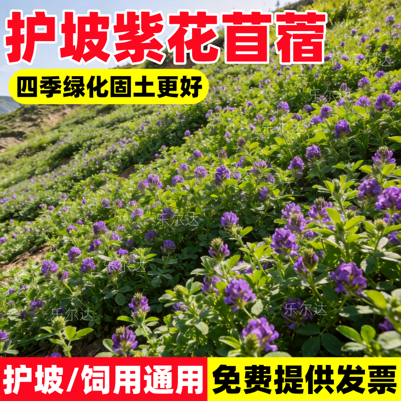 紫花苜蓿护坡固土草籽四季草坪种籽边坡绿化矿山复绿畜牧通用种子