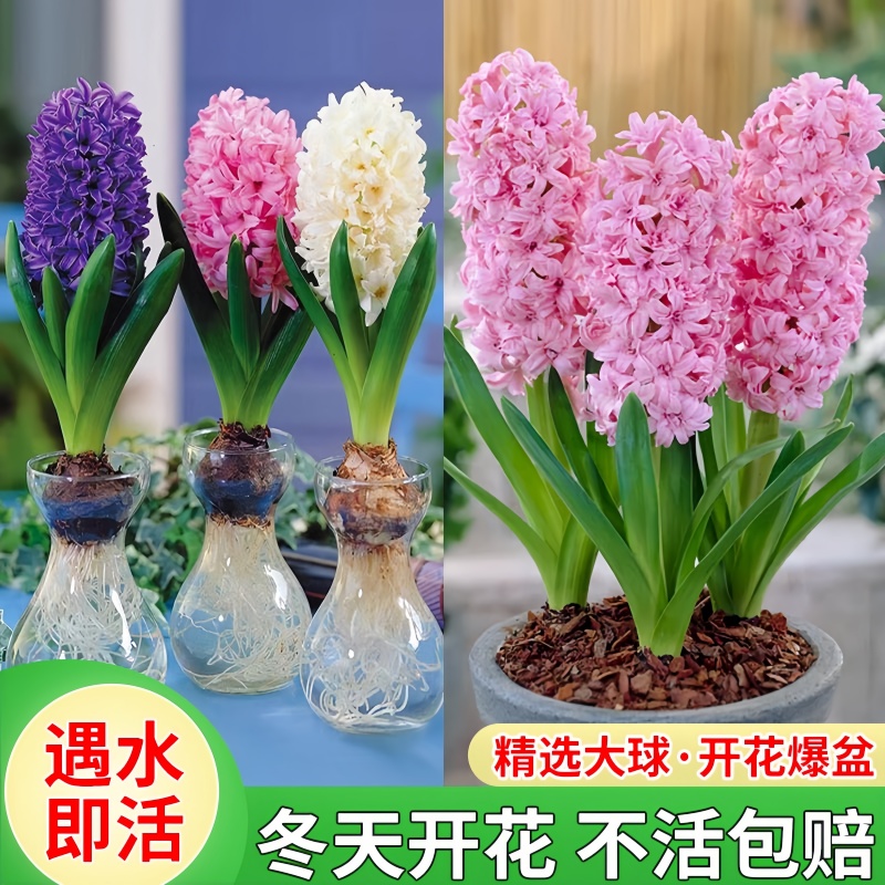 一代球风信子种球水培花卉盆栽耐寒四季开花室内花卉种籽子土培花