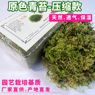 天然苔藓青苔蝴蝶兰种植包裹植物爬宠垫材植物铺面园艺装饰美化