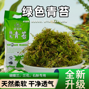 干苔藓优质青苔蝴蝶兰花专用水苔兰花种植土爬宠乌龟垫材绿色苔藓