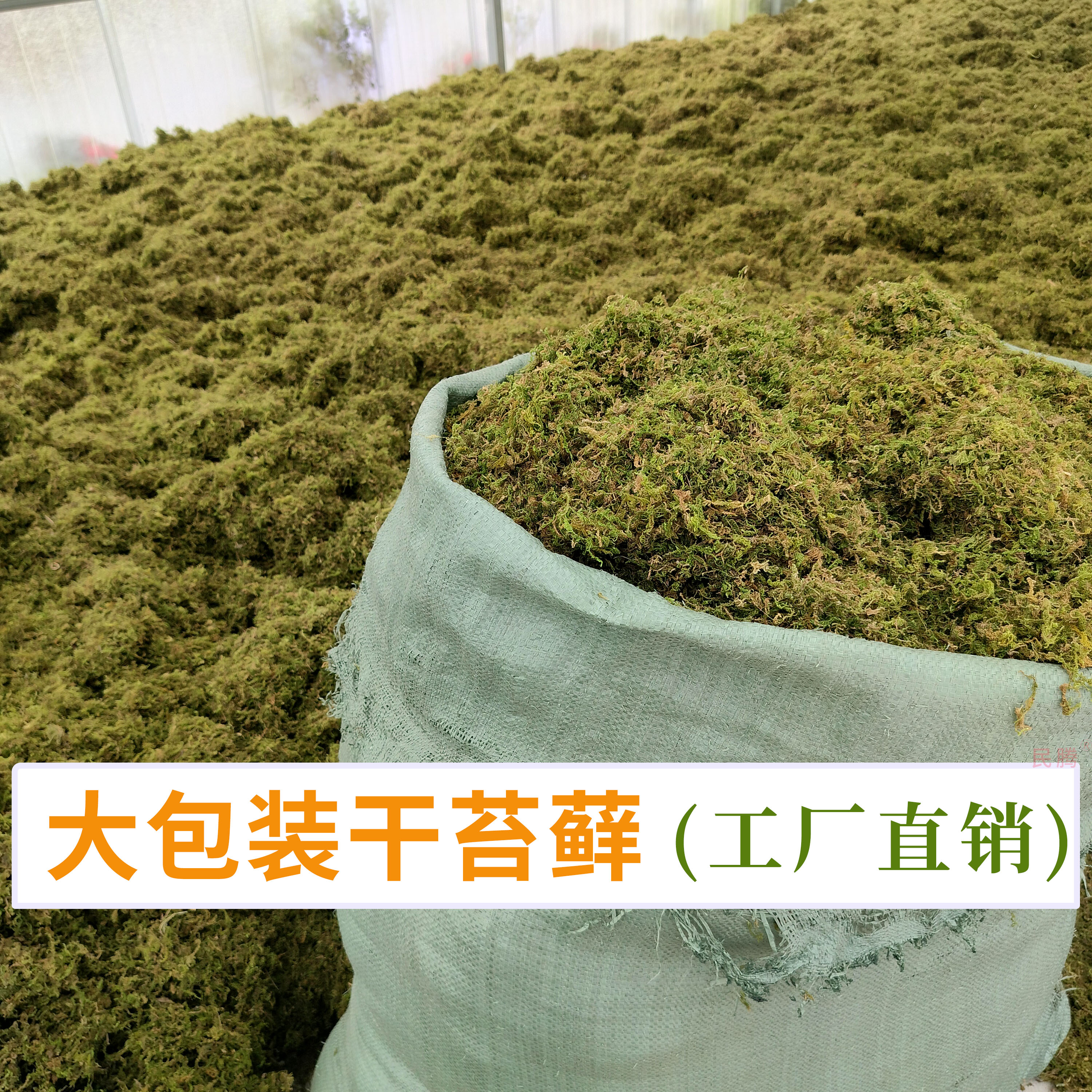 干苔藓大包装苔藓绿色青苔
