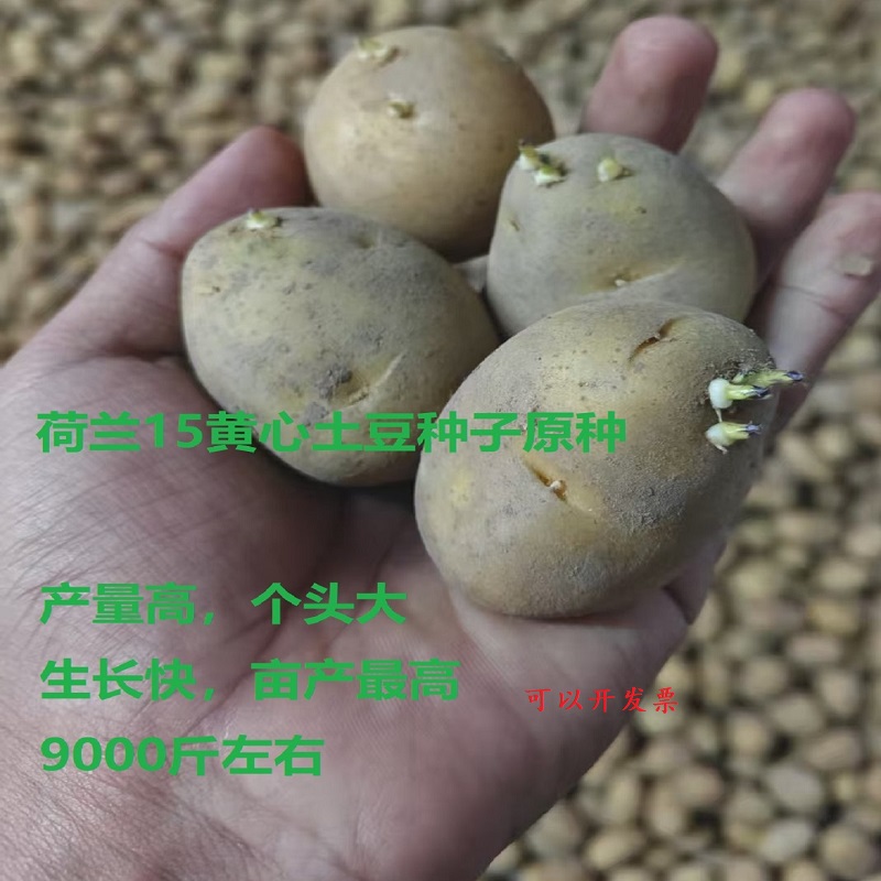 黄皮黄心荷兰大土豆种子脱毒种子