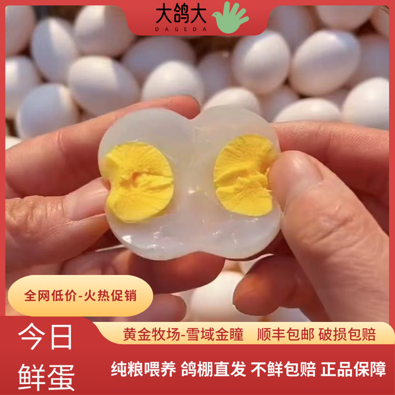 雪域金瞳新鲜鸽子蛋30枚0污染0添加纯粮散养孕妇宝宝辅食顺丰包邮