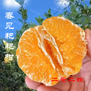 「自然熟 优质果园 无科技 放心吃」春见耙耙柑 净重8斤 京东快递