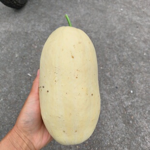 苏北农家笋瓜新鲜现摘