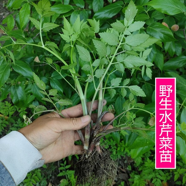南通野生水芹菜苗野芹菜当季新鲜蔬菜苗阳台庭院盆摘水培旱地