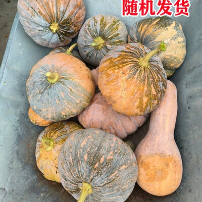 南通农家老南瓜粉糯香甜有嫩南瓜
