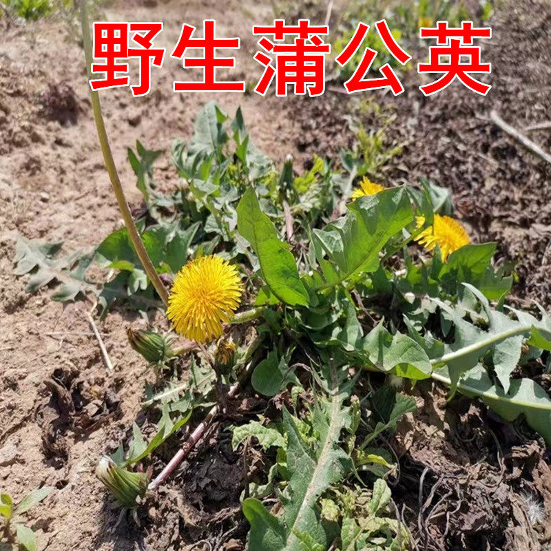 江苏南通本地蒲公英新鲜野生婆婆叶菜类