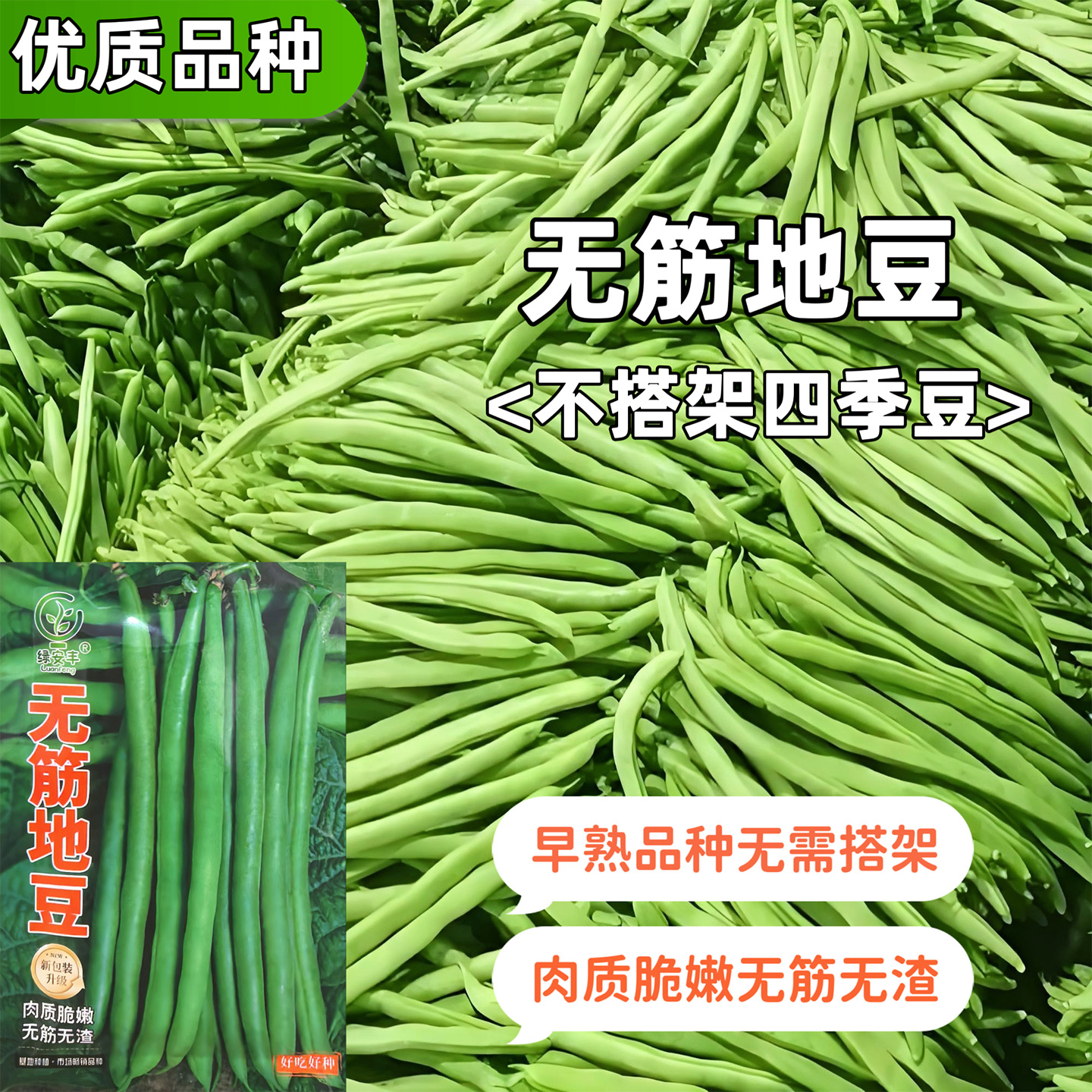 高产早熟爬藤无筋四季豆种子
