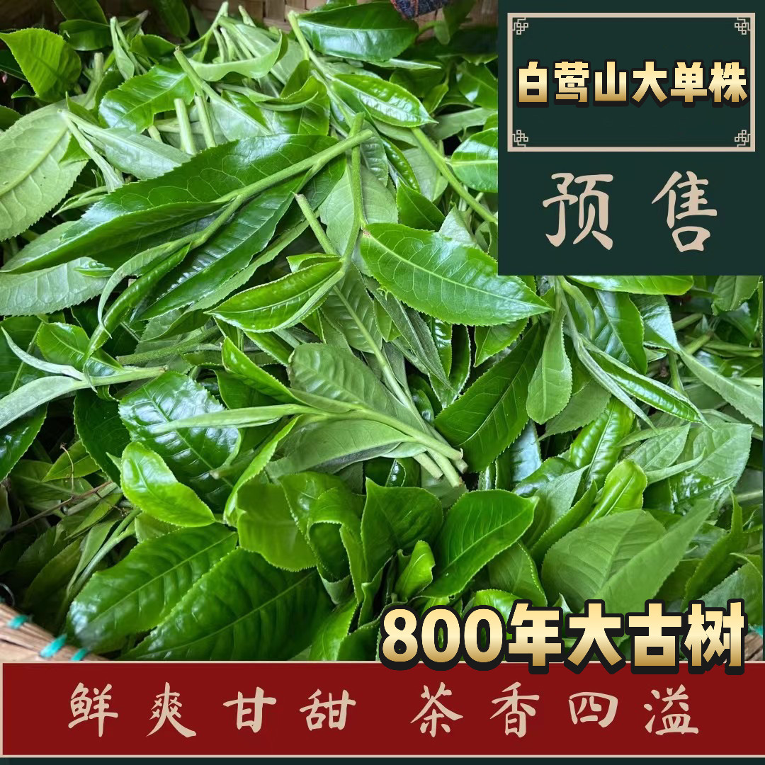2026现货 云南普洱茶生茶散临沧白莺山大单株800年1000克拍2发3份
