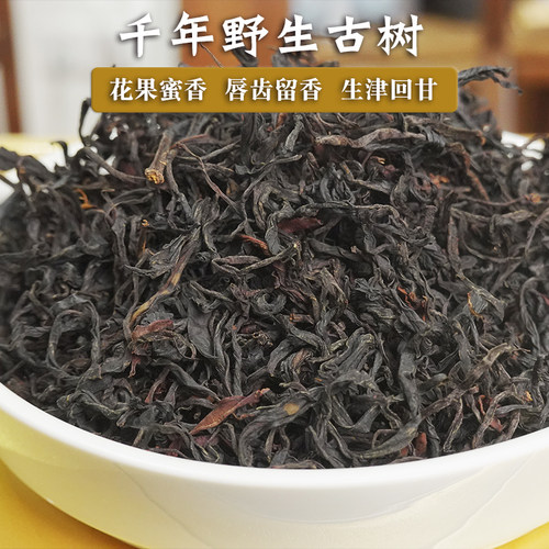 玉灯老人无量山哀牢山野生古树