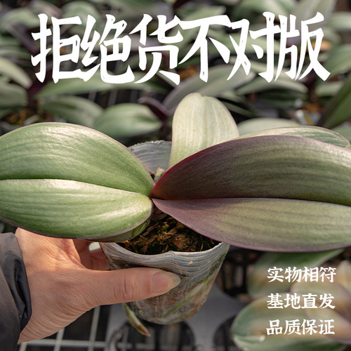 一物一发 拒绝货不对版