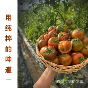 丹东铁皮草莓油柿子新鲜西红柿生吃小番茄东北盐碱地绿腚5斤顺丰3