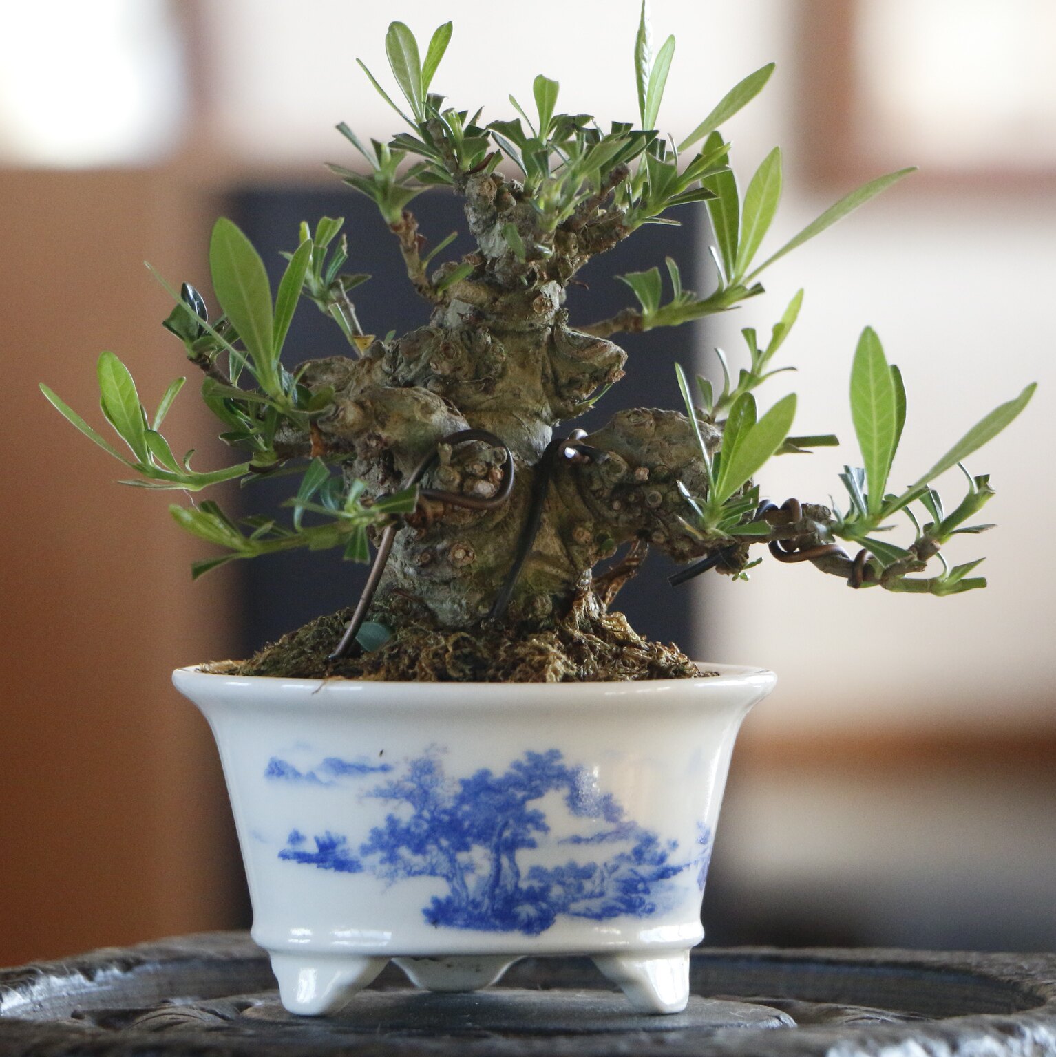 海星栀子花老桩掌上微盆景喜黛玉矮霸栀子花一寸法师茶台盆景盆栽