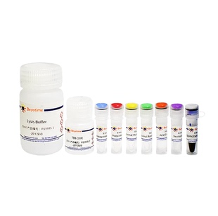 免疫沉淀试剂盒(Protein A琼脂糖凝胶法)